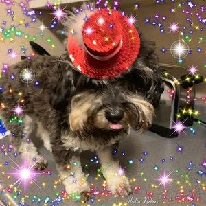 Meet your Posher, Frances